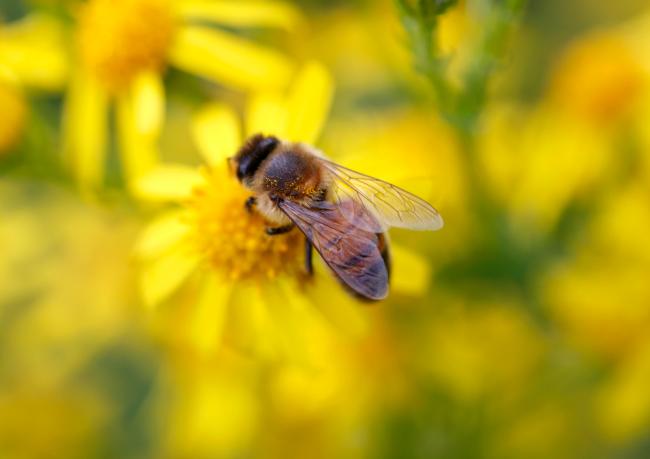 How to bee good 🐝 